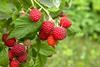 Raspberries