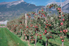 Schweiz: Apfelernte niedriger als erwartet