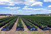 Florida strawberry production Adobe Stock