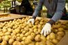 NZKGI New Zealand Kiwifruit orchard picking labour