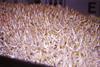 Beansprouts link in salmonella scare