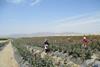 Talsa (1)