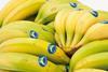 Canary Islands bananas
