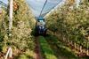 Commercial apple production in Poland under netting tractor