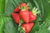 IT Murano strawberries