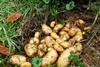 Bio Kartoffeln leiden unter Regenmengen