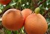 Südafrika stoppt vorsorglich den Citrus-Export in die EU