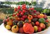 Die Zuchtergebnisse bei den Tomaten sorgen für eine große Sortenvielfalt. (Foto: Marktcheck)