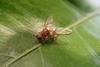 Queensland fruit fly on leaf