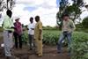 RZ Afrisem aubergine development Tanzania