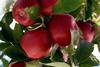 Joli Apple Orchard