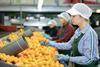 Inspecting and sorting soft citrus on packing line Adobe Stock