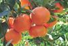 Nadorcott mandarin