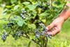 Blaubeeren