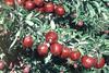 Washington growers ask for drought help