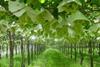 Grape supplies tighten up