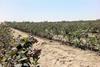 PE Valle y Pampa blueberries 2