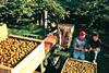 New Zealand kiwifruit production