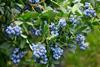 The Summer Berry Company said it experienced one of the most consistent harvest in years