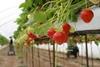 UK soft fruit heading for labour crisis