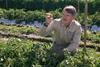 Professor Jay Scott Tomato breeder UF IFAS