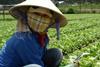 vietnam farm