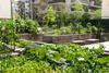 The report advocates more community growing