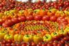 tomaten paprika - dido-ob_pixelio