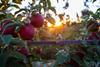 Cosmic Crisp Orchard Sunrise