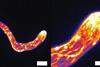 Mikroskopische Aufnahmen des Zellskeletts von Phytophthora während des Eindringens in einen Wirt zeigen die sich selbst schärfende Struktur. Foto: Wageningen University & Research