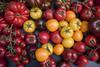 GEN tomatoes global-tomato-congress_532
