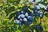 plums-3692738_1920