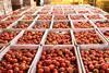 Generic crates of tomatoes in storage Adobe Stock