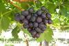 Joybells grapes