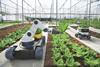 Robotics in greenhouse leafy greens