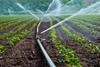 Die nötige Bewässerung ist nur einer der Faktoren, die 2020 zu höheren Produktionskosten führen. (Foto: Ulrich Müller/Adobe Stock)