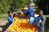 south african citrus