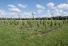 Vineyard set up for Fruit Focus