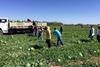 Giumarra Videxport Mexico watermelon harvest