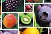 Fruit