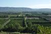 ZA SRCC citrus landscape