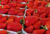 Erdbeeren Hoogstraten