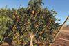 The Citrus plant protection guide 2025/26 provides up-to-date information for growers