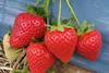 GB strawberry berries Malling Centenary Meiosis