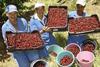 Cherry harvesting Dutoit Ceres South Africa