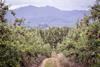 Apple orchards near Cape Town South Africa Adobe Stock
