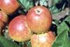 How much longer will organic apples be able to command a premium over their conventional rivals?