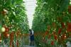 Tomato greenhouse