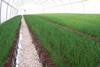 Arava to cut pesticide use on herbs