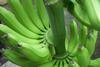 EU: Einfuhrzölle für Bananen aus Nicaragua bleiben konstant